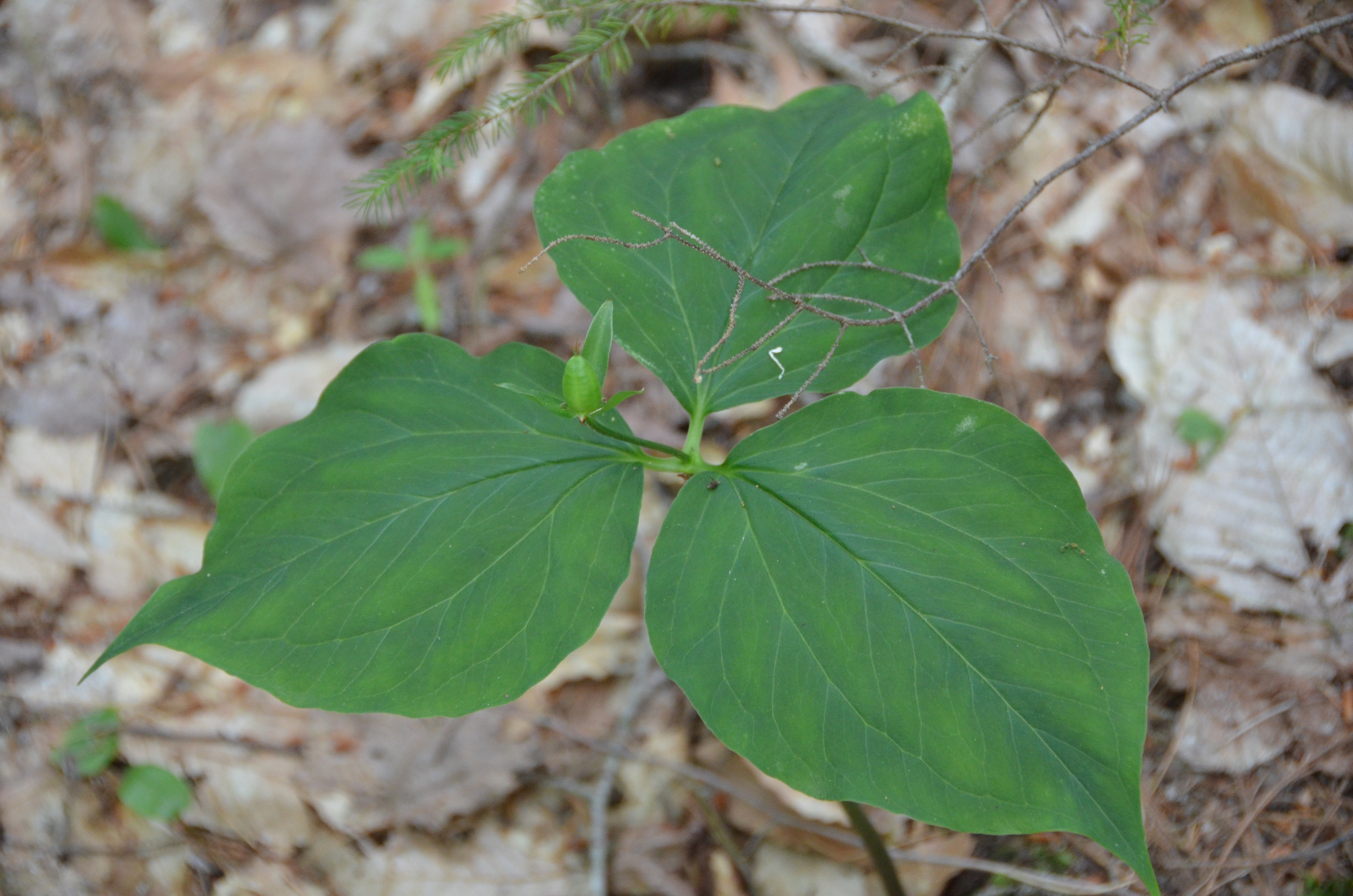 Painted Trillium Image